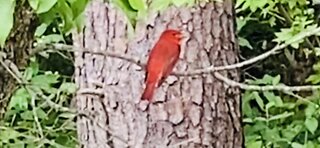 Summer Tanager, not a Cardinal