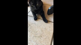 Blackjackdacat playing in the kitchen!