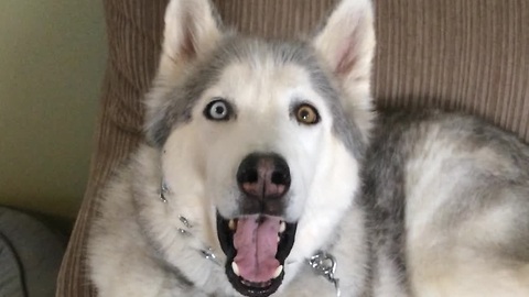 Why is this husky throwing a temper tantrum? The reason will definitely brighten your day.