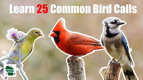 Learn 25 Common Backyard Bird Calls (Central and Eastern United States)