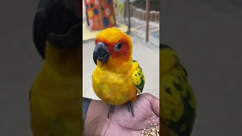 Baby Parrot Feeding Time | Cameron Highland | Malaysia 2022