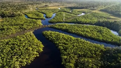 BOMBA: A Amazônia não é o pulmão do mundo