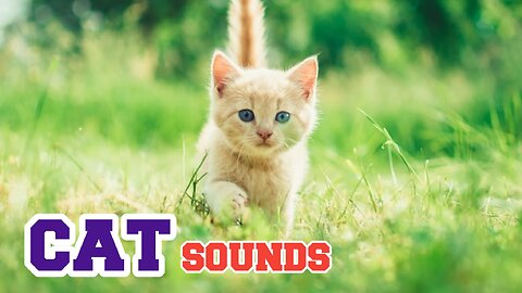 cat sound | cats and kittens meowing | cat voice | cat sound effects