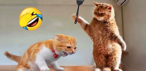 Funniest Animals 2023 😂 Funny Cats and dogs 😻🐶