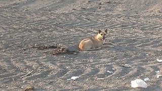 Loyal Dog Refuses To Leave The Body Of Her Dead Companion