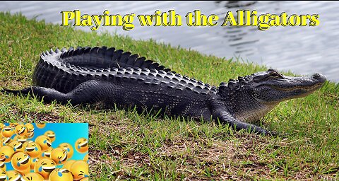 alligator