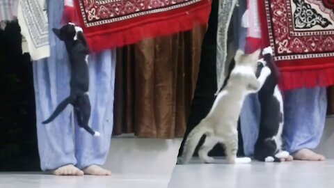 Funny Kitten Wants That Carpet