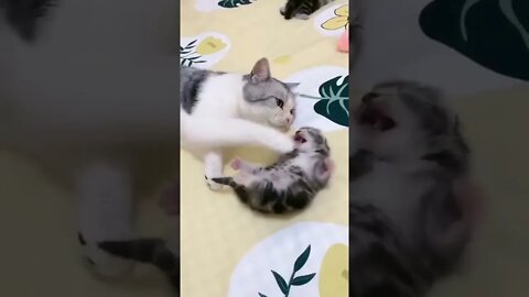 Mother Cat Hugs Scared Kitten