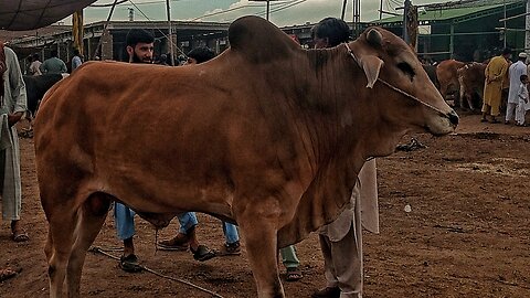 Ep: 9 Big Bull / Cow 🐄 🔥 | Beautiful Ox 🐂 | Animals #Cattle #Bull #Ox #Pets #Animals