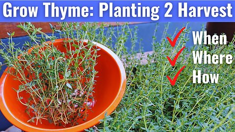 How to grow Thyme at home in a pot from Planting, Propagating to Harvest