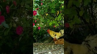#rooster #chickens #freerange #farmanimals #farmlife #homesteadlife #homesteading #farm