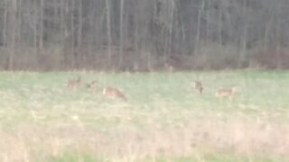 Deer Grazing