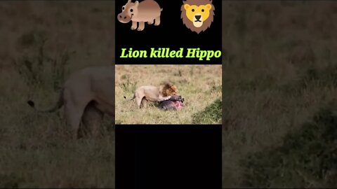 Lion killed Hippocampus 🦛#youtubeshorts #shorts #shortvideo