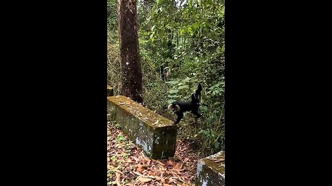 The Lion-Tailed Macaque is a rare sight in Valparai.