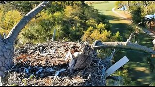 Mom Removes Leftovers From Nest 🦉 4/8/22 08:43