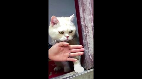 Funny animls video 2023😂| funniest cat 😺😍