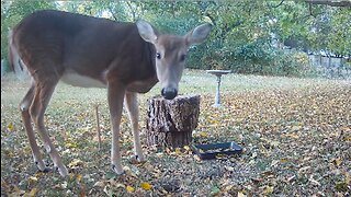 Trail Cam Action - October 19th, 2022