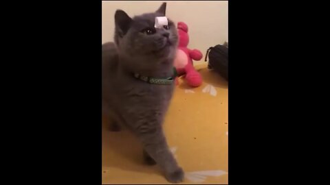 Funniest Cats Collection - Funny Cat Video Vines