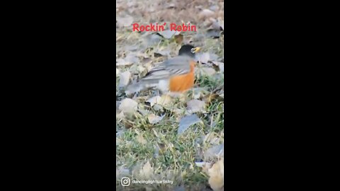 Rockin' Robin