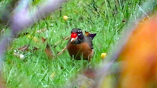 IECV NV #725 - 👀 American Robin Eating Rowan Berries🐦10-21-2018