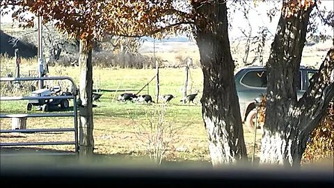 Wild Turkey Trot - 12 Giant Hens - Chill Flock Passes Through