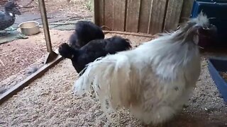 Silkies, Lavender Rooster and Black Hens, 15th August 2020