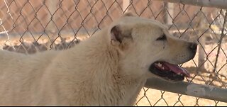 Welfare of rescued dogs a focus during ongoing Nye County animal abuse investigation