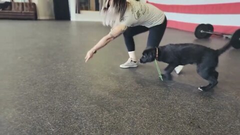 Puppy Training - Teaching The Off-Leash Recall With a Very Young Puppy.