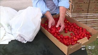 St. Pete Free Clinic sees huge demand for free grocery giveaways