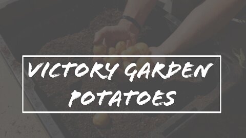 Victory Garden Potatoes