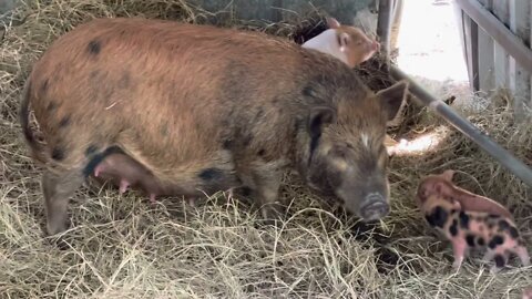 Mass Explosion of Piglets on the farm!!!