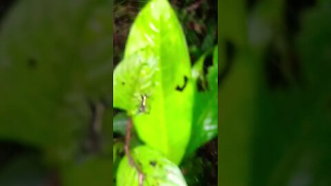 Wicked Looking Jungle Spider Catches a Meal