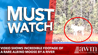 Video shows incredible footage of a rare albino moose by a river