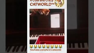 Cat Piano Prodigy BRILLIANTLY Plays Classical Music! (Kinda 😹)(#235) #Shorts