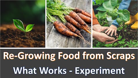 Re-Growing Food from Scraps - Documented Examples and Real Results - What Works and What Doesn't