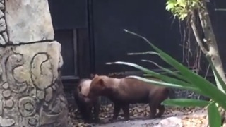 Palm Beach Zoo: Human error caused flooding in bush dog exhibit, animals presumed dead