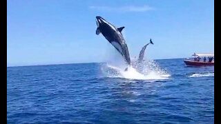 Orca hunts and brutally rams dolphin in mid-air [shocking]