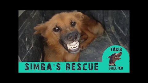She shows nothing but teeth to her rescuer but in 3 days they became friends