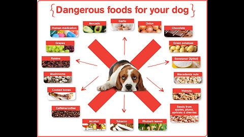 Seven things that should never be fed to your pet dog. Harmful food for dogs.