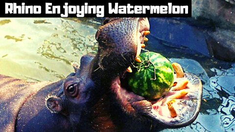 Rhino Enjoying Watermelon.