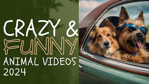 Crazy & Funny animals | Funny dogs video | Animals compilation #animals #cats #funniest