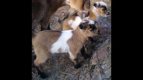 Newborn Baby Pygmy goats