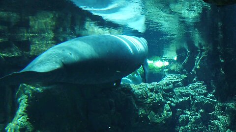 Sea manatees are the cows of the ocean