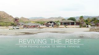 Reviving the Reef