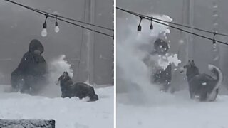 Siberian husky has epic snow fight with owner
