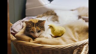 Cat and little hens video 2022