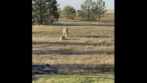 Golden retriever tries to be sneaky.