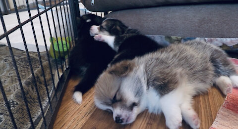 Sleeping puppies