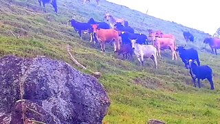 bois bravos e bezerros em busca de capim touros, vacas, Gado bovino, Bos taurus