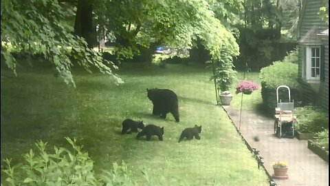 We had a mother bear and her 3 small cubs paying in our backyard! ❤️🐻 #babybears #bears #nature